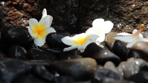 Background of a tropical brook Stock Footage 84237930