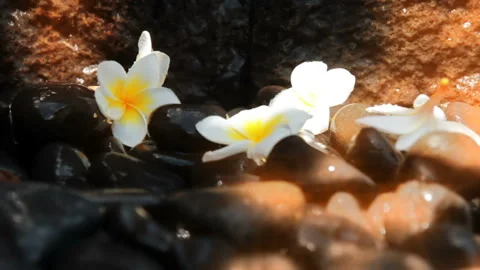 Background of a tropical brook Stock Footage 121743729