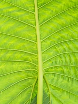 Background of tropical leaf Foto stock