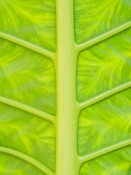 Background of tropical leaf Foto stock