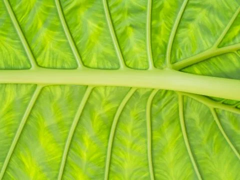 Background of tropical leaf Stock Photos