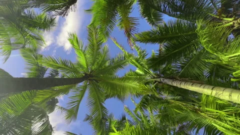 Background of tropical palm tree leaves swaying in the breeze and the way Stock Footage 195447099