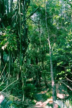 Background of tropical plants selective focus. Tropical plants. Stock Photos