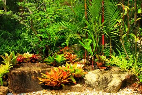 Background of tropical vegetation Stock Photos