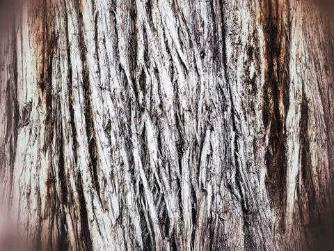 Background with trunk of an old tree Stock Photos