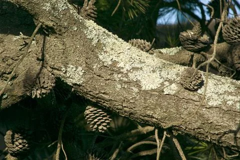 Background  Trunk tree and pinecones in the forest Stock Photos
