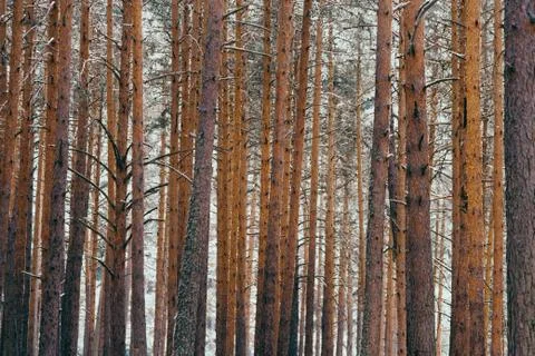 Background of trunks of pine trees in forest Stock Photos
