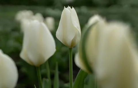 Background with tulips Stock Photos