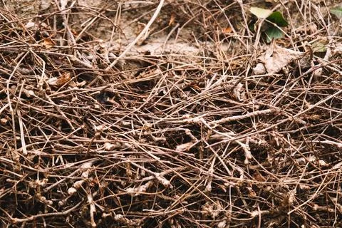 Background of twigs and dried pine cones Foto stock
