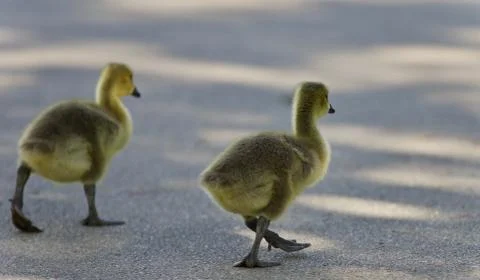 Background with two cute chicks of Canada geese Stock Photos
