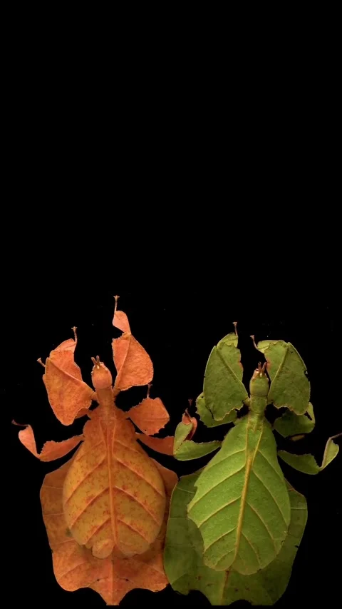 The background is two leaf insects colored green and orange Stock Footage 320380266