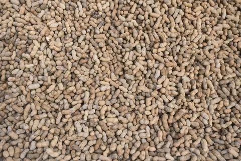 Background of unpeeled peanuts in the shell. Top view of the scattered nuts. Stock Photos