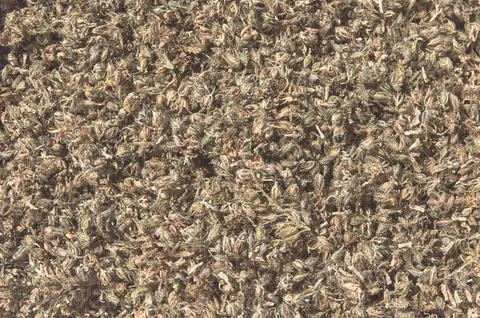 Background of unprocessed phacelia seeds before cleaning. Stock Photos
