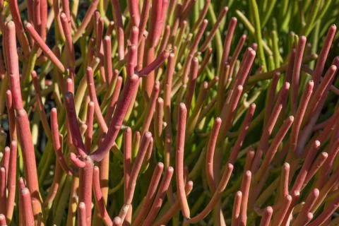 Background of upright, thin succulent plants in bright red and green Stock Photos