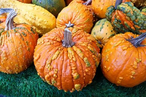 A background of various bumpy warty pumpkins and squashes Stock Photos