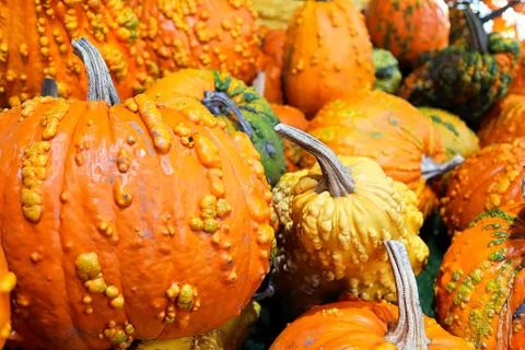 A background of various bumpy warty pumpkins and squashes Stock Photos