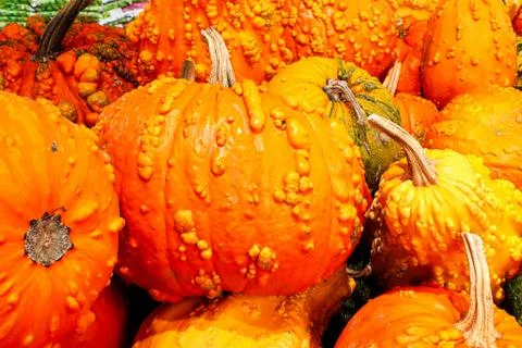 A background of various bumpy warty pumpkins and squashes Stock Photos
