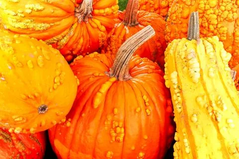 A background of various bumpy warty pumpkins and squashes Stock Photos