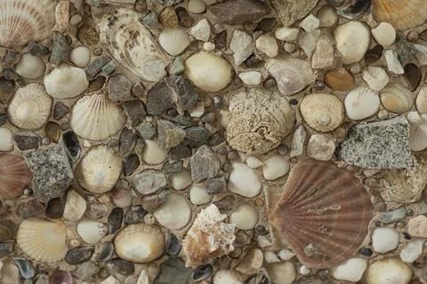Background of various shells different sizes and colours Stock Photos