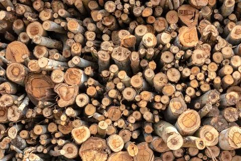Background of various sizes of eucalyptus logs. Stock Photos