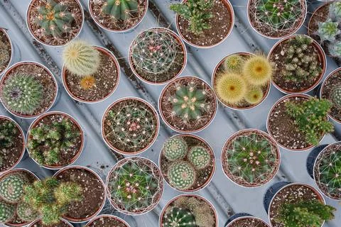Background Of Various Small Potted Cacti Stock Photos