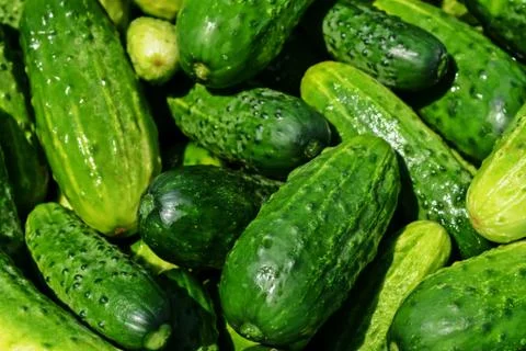 Background of vegetable like cucumber Stock Photos