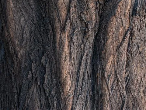 Background. Vertical texture of the bark of a large tree. Stock Photos