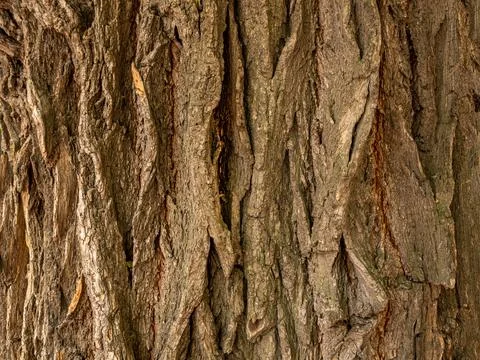 Background. Vertical texture of the bark of a large tree. Stock-Fotos
