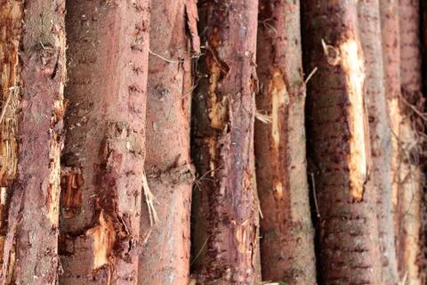 Background of vertical tree logs. Felling a tree in the woods. Czech Republic Stock Photos