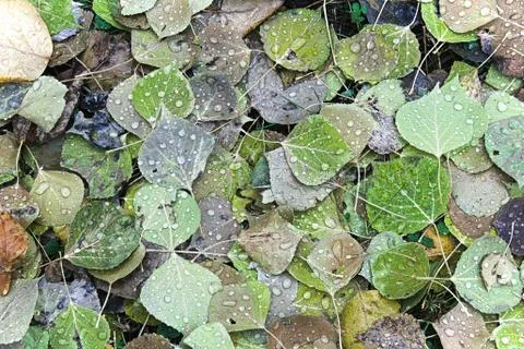 A background of vibrant leaves on the ground Stock Photos