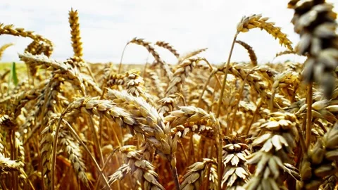 Background video close-up of spikelets with wheat grains. Stock Footage 248914167