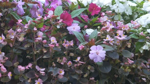 A background video of dense floral pattern with white and pink flowers. Stock Footage 287495387