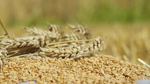 Background video of ears of wheat lying on the grains in the field. Stock Footage 255997022