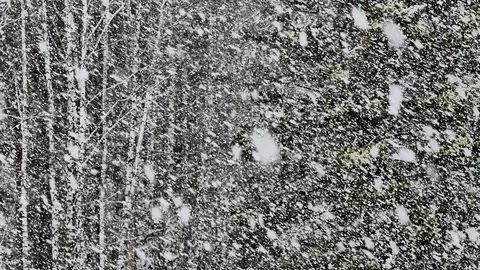 Background video. Falling snow on the background of trees. 스톡 동영상 118189836