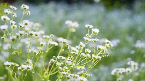 Background video of a flower in a chamomile field. Stock Footage 261516762