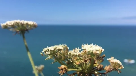 Background video Stock Footage 114157350