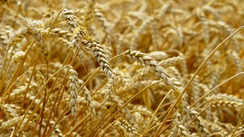 Background video of grain on an ear of wheat in an agricultural field. Stock Footage 249622339