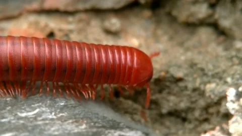 Background video of millipedes Stock Footage 164954126