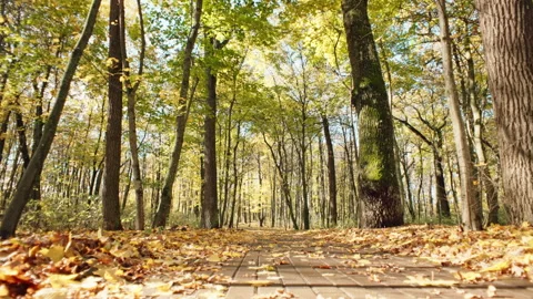 Background video of a path in the park covered with yellow leaves. Stock Footage 260326400
