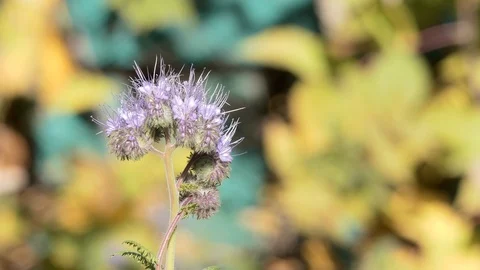 Background video. Phacelia flower. Vídeos de archivo 117990591