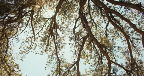 Background video of pine trees in beautiful sunlight. Stock Footage 248218096