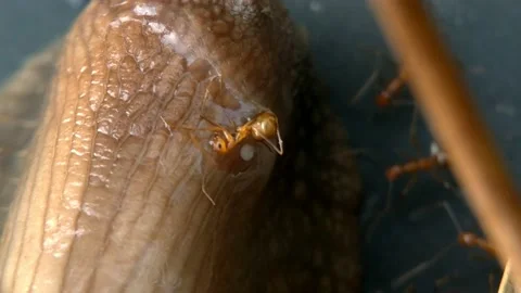 Background video of red ant trapped in snail slime Stock Footage 164954129