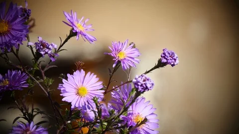 Background video. September flowers. Vídeos de archivo 117990852