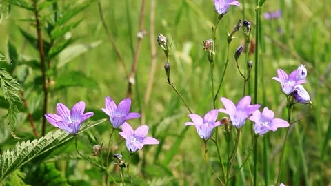 Background video - a small field bells lilac in a field Stock Footage 244599083