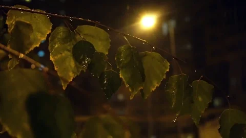 Background video - Snow falling through green foliage with streetlight beams at Video stock 70155275