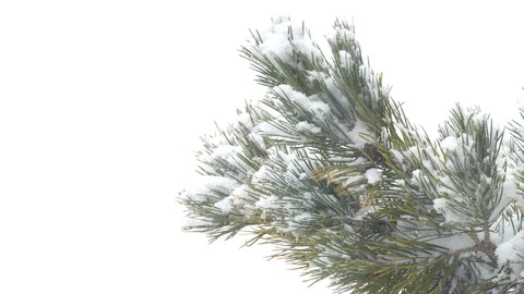 Background video. Snow falls on a pine branch. 스톡 동영상 118687146
