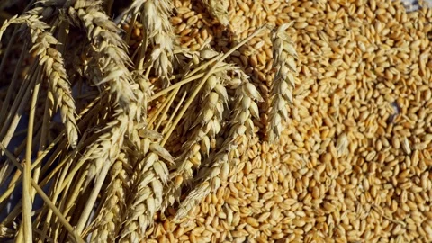 Background video of wheat ears and grains. Growing bread in agricultural fields. Video stock 263247124