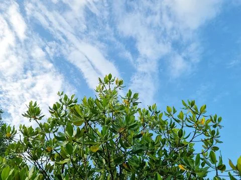 Background view of blue sky Stock Photos