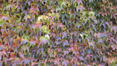 A background view of colourful leaves wall. Stock Footage 284055625