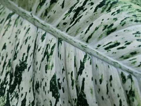 Background with a view of the dieffenbachia leaf close-up. Concept texture Stock Photos